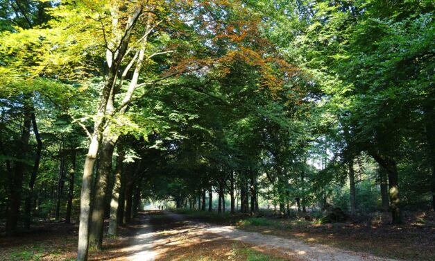 Meerdaagse Fietsroutes in Nederland:
