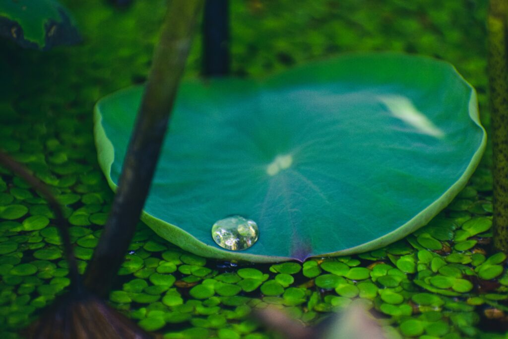 druppels op lelieblad in vijver